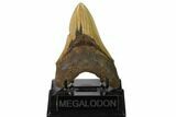 Serrated, Fossil Megalodon Tooth - North Carolina #164830-1